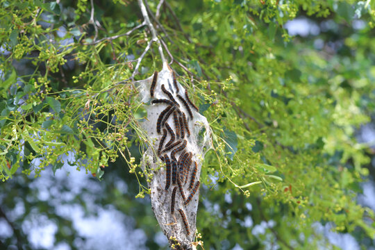 Small Eggar (Eriogaster lanestris), caterpillars outside of their communal cocoon on the branch of a lime tree in the park.