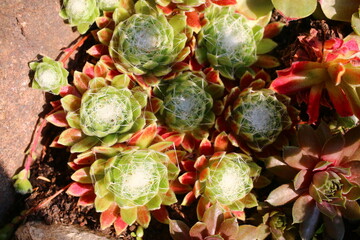 Sempervivum arachnoideum KRAMER'S SPINRAD Rojnik pajęczynowaty plant flower succulent