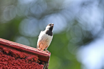 Naklejka premium A Sparrow sitting on wall.