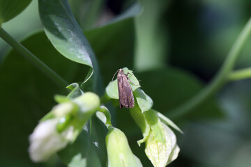 Pea moth (Cydia nigricana). A moth on a young pea plant in the garden.