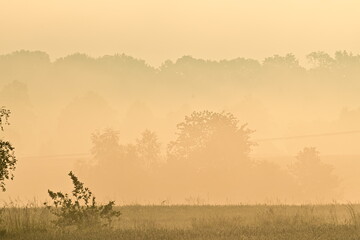 Sonnenaufgang mit Nebelschleier über einen Kornfeld und Bäumen im Hintergrund, Polen - obrazy, fototapety, plakaty