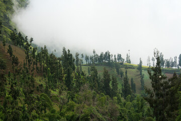 Aerial view of highland at "Bromo Tengger Semeru National Park" in East Java, Indonesia with trees and plantation and clouds in sky background.