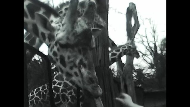 giraffe at the zoo in black and white in the 1950s