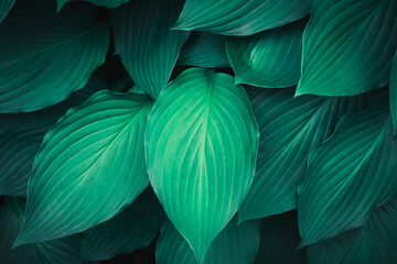 Obraz na płótnie Canvas Green leaves pattern background, Natural background and wallpaper