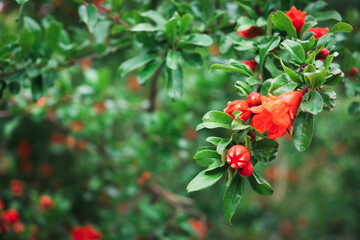 pomegranate flowers and green leaves in nature