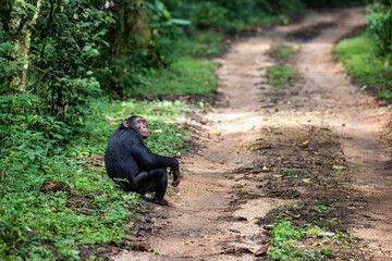 Adult chimpanzee, pan troglodytes, at the roadside of the rainforest of Kibale National Park,...