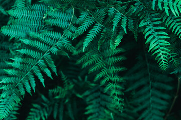 Green fern leaves on dark natural forest background. Beautiful wild plants leaves texture.