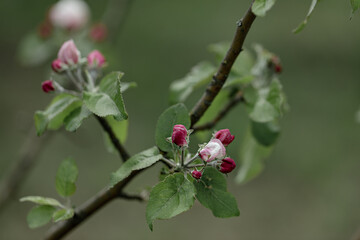 Spring time. Blossoming branches of an apple tree. Selective focus.