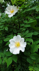 Blooming rosehip, wild rose, white flowers, natural background