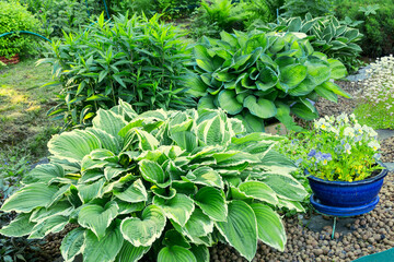 Perennial decorative hostas growing in a country garden in summer.