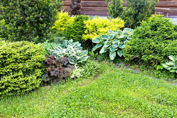 Part of a suburban garden plot with tall perennial ornamental hostas and coniferous plants.