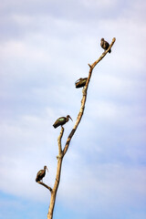 Hadada Ibis, Bostrychia hagedash, perched on a dead tree, against summer sky background.