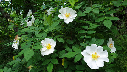 Rosehip, wild rose, blooming rosehip, natural background