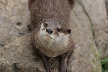 Fototapeta premium otter on a tree