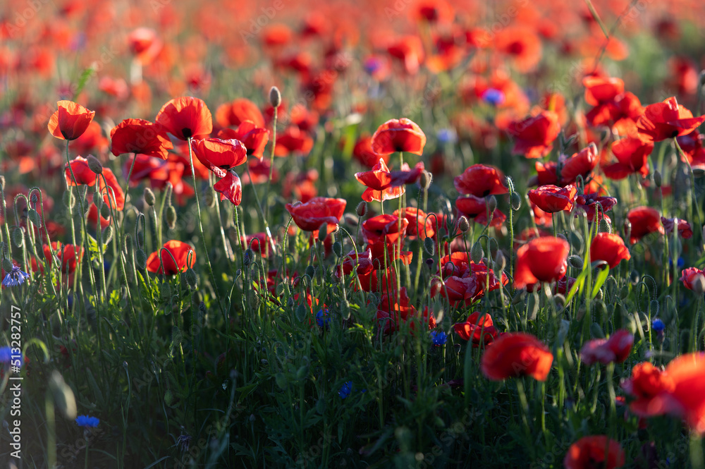 Wall mural bright sunrise in the poppy field. red poppies in the light of the setting sun. rays of setting sun 