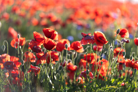 Bright sunrise in the poppy field. Red poppies in the light of the setting sun. Rays of setting sun on a poppy field in summer. Rising sun over the red poppy field in summer. Breathtaking landscape. © Zelma