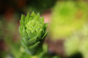 sempervivum, flowe, plant, yellow, succulent