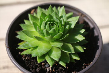 sempervivum, flowe, plant, yellow, succulent