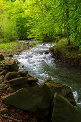 forest river in springtime. winding water flow along the rocky shore with tall beech trees. beautiful nature scenery