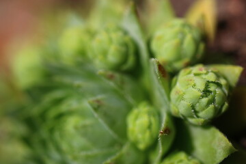 sempervivum, flowe, plant, yellow, succulent