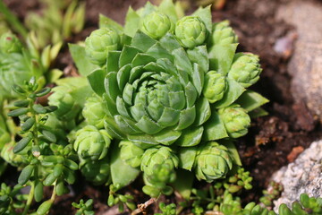 sempervivum, flowe, plant, yellow, succulent