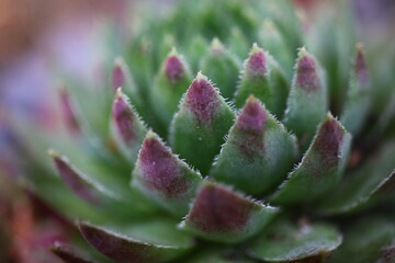 sempervivum, flowe, plant, yellow, succulent