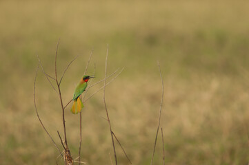 Red-throated bee-eater Merops bulocki calling. Niokolo Koba National Park. Tambacounda. Senegal.