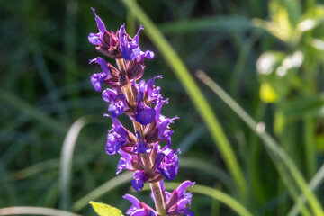 Salvia nemorosa,mossy sage a perennial from the family of paled-leaved ,lamiaceae.