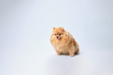 Fototapeta na wymiar A red-haired Pomeranian spitz dog after grooming sits on a light background