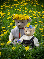 Zwei alte Teddybären im Löwenzahnfeld