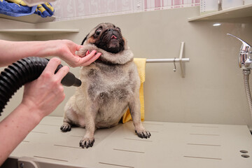 Drying a pug dog with an air compressor in the grooming bathroom after washing
