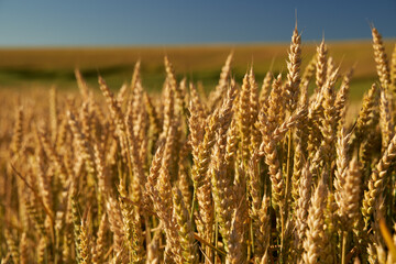 Wheat ripening in the sun light