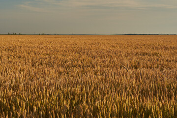 Wheat ripening in the sun light