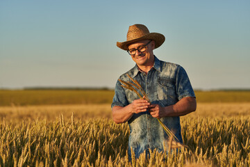 Naklejka na ściany i meble Farmer at sunset in the wheat field at sunset