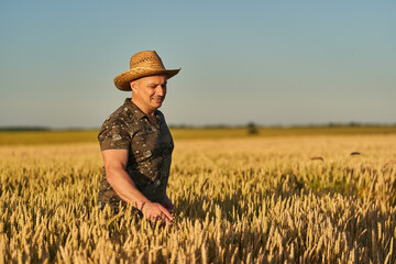 Farmer at sunset in the wheat field at sunset