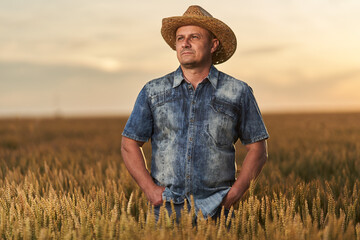 Naklejka na ściany i meble Farmer at sunset in the wheat field at sunset