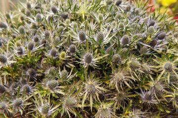 Close-up of the blooming flowers of the Alpine holly eryngium alpinum. A large bouquet of thistles tinted in dark silver color