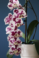 orchid in a vase