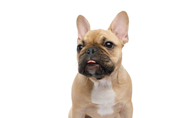 Funny French bulldog, sitting and licking, looking at side, on an isolated white background, front view