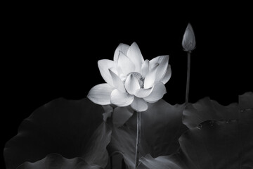 Lotus flower beautiful blossom in monochrome