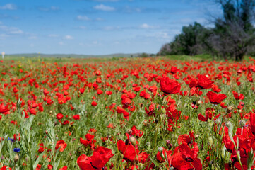 Obraz premium Spring, Field of poppy flowers against the blue sky with clouds. The concept of freshness of morning nature. Spring landscape of wildflowers. Beautiful landscape long banner.