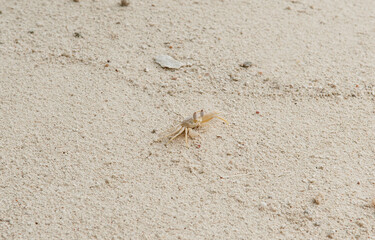 A crab on the beach is running on the white sand. Exotic animals in the resorts of tropical islands. The concept of a beach holiday in the tropics.