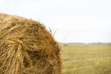 Haystack on the field. Harvest concept, copy space