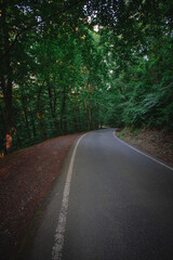 Road in the forest, a lot of trees 