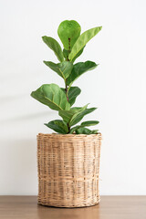 Green leaves of fiddle fig or ficus lyrata in wicker basket pot on wooden table and white wall. Fiddle-leaf fig tree the popular ornamental houseplant air purifying plants.