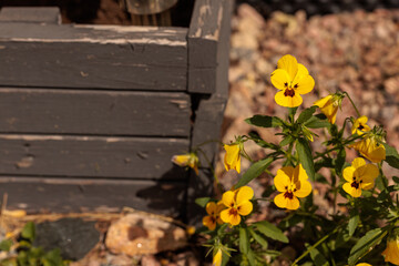 yellow flowers in the garden