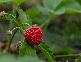 Strawberry plant. Strawberry bush in the garden. Organic berries.