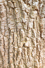 Tree bark texture for background