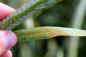 Brown rust Puccinia recondita f sp secale on rye leaf.