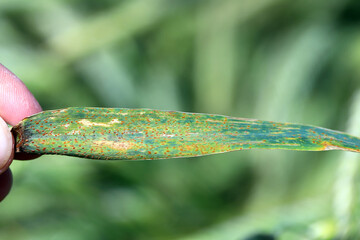 Brown rust Puccinia recondita f sp secale on rye leaf.